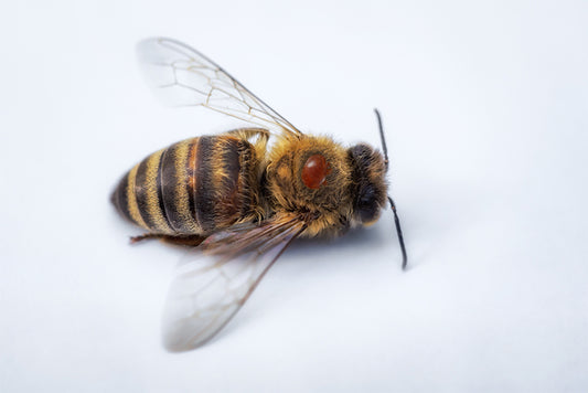 Varroa Management