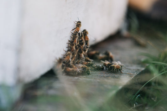 Australian Varroa Update – Spring 2026