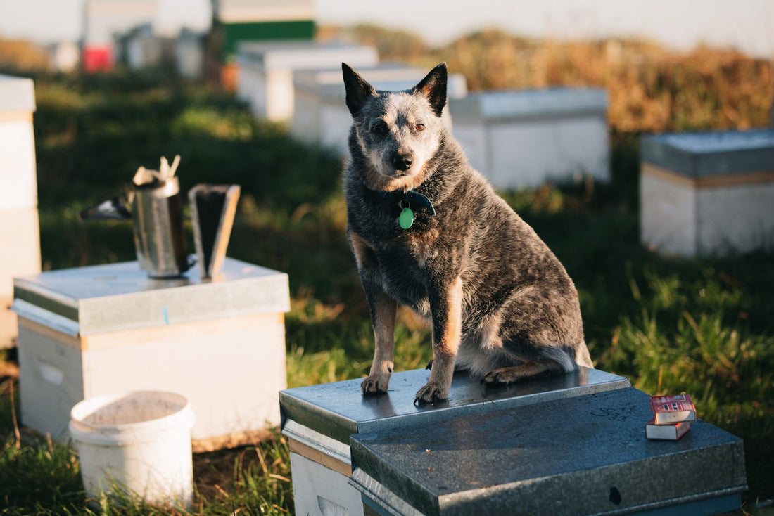 Pearl the Blue Heeler: A Beekeeper’s Loyal Companion