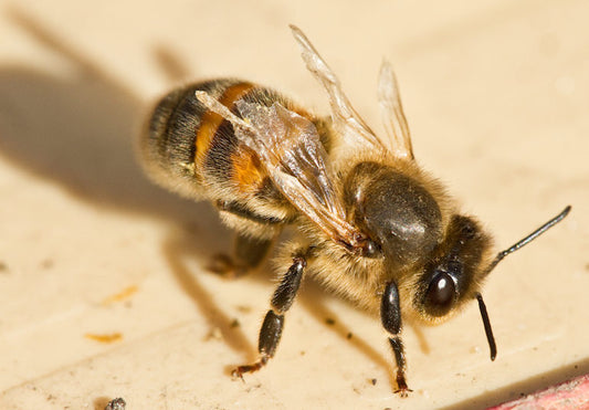 How Varroa Mites Causes Colony Collapse