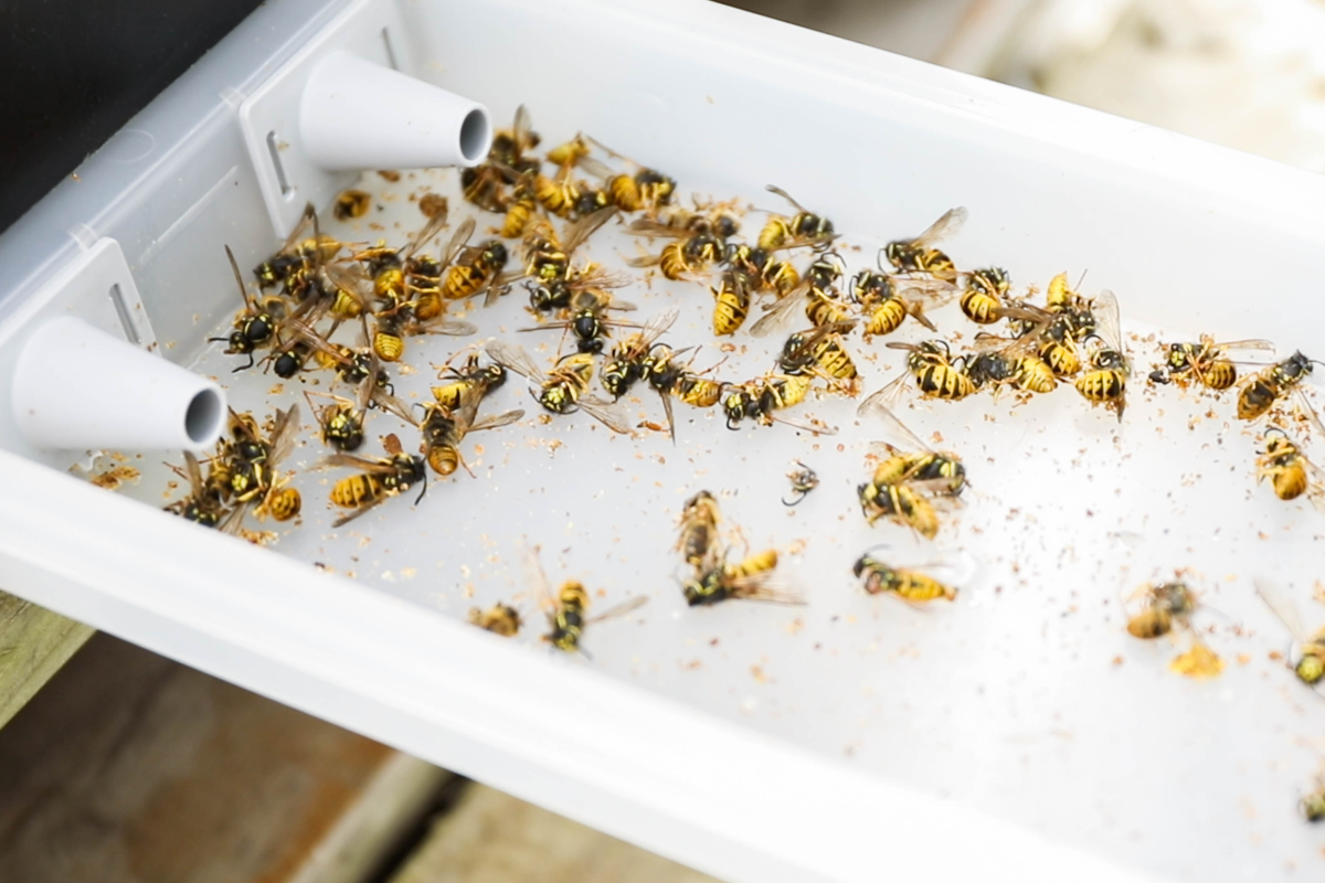 Hive Defender Floor with Beast Blocker