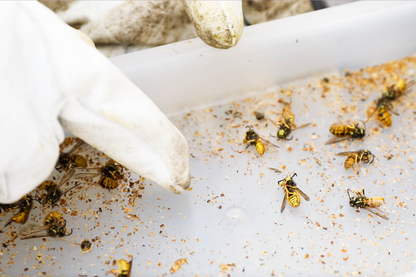 Hive Defender Floor with Beast Blocker | Varroa Control Australia